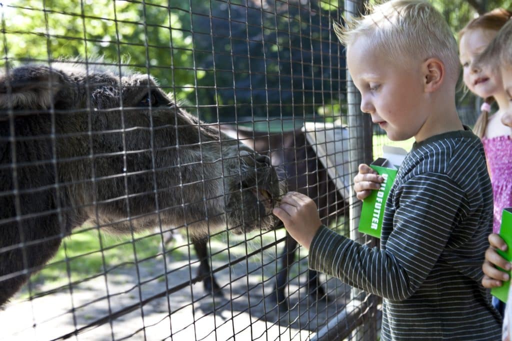 © Hartmut Springer, Tiere füttern im Gronauer Stadtpark