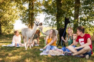 Alpakawanderung durch Gronau-Epe mit Picknick @ Hof Röttger-Hölscher | Gronau (Westfalen) | Nordrhein-Westfalen | Deutschland