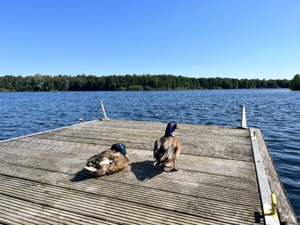 Dreiländersee_Steg