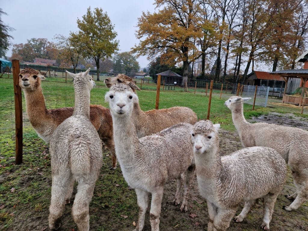 Eine Gruppe Alpakas auf der Wiese