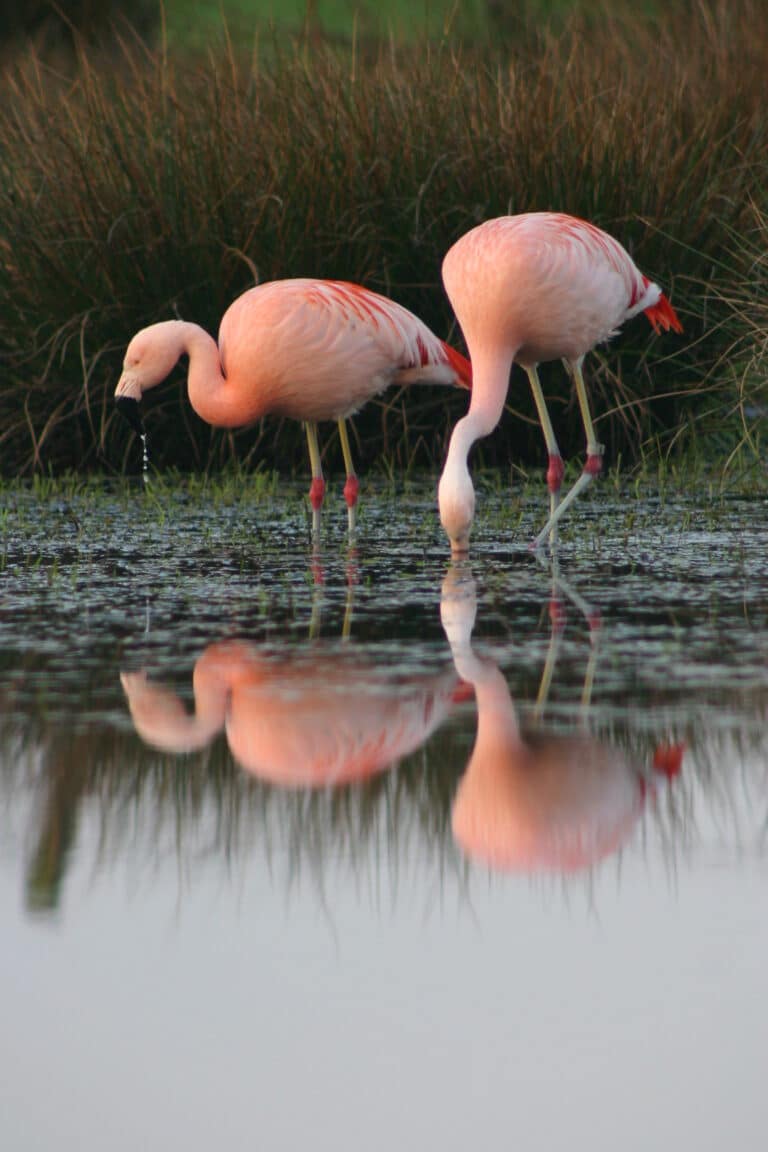 Zwei Flamingos stehen bis zu den Knien im Gewässer und suchen nach Futter im Wasser