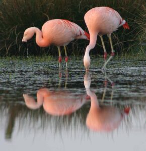 Flamingo 047 2007 H.Stroetmann