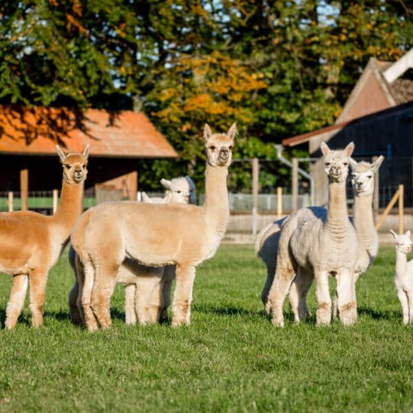 The picture shows a group of alpacas standing on a green meadow. Several adult animals and a small young animal are looking towards the camera. Farm buildings with red tiled roofs and trees with autumn leaves can be seen in the background.