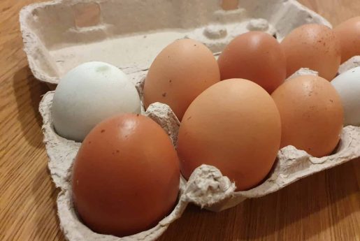 Eggs_Katharina Detert