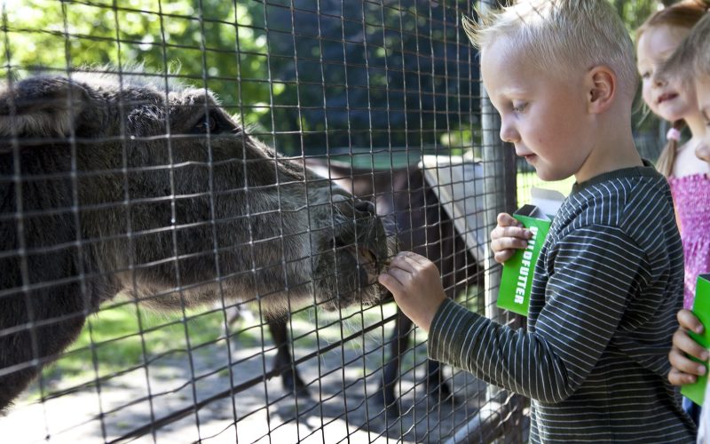 © Hartmut Springer, Dieren voeren in het stadspark van Gronau