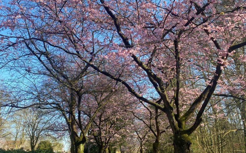 Kirschlbüten im Park_Lena Kerkeling1