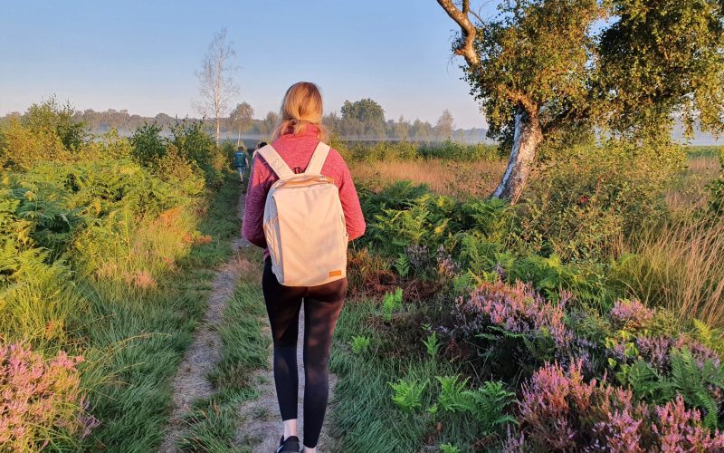 A person with blond hair, dressed in a red sweater, black leggings, sneakers and a light backpack, walks along a narrow path through a green and purple heather field in the Amtsvenn on a sunny day.