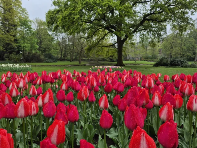 Ein Meer aus Tulpen im Eper Stadtpark 🌷 
Euch allen einen schönen sonnigen Start in die neue Woche. ☺️☀️

#epe #gronau #frühling #tulpen #gronauinside